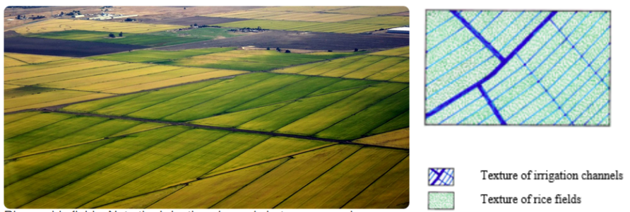 Figure 2: Rice fields with the irrigation channels between parcels